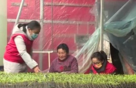 河南濟(jì)源：科技特派員助力春耕生產(chǎn)