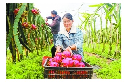 江蘇南京：守牢糧食安全底線，全面推進(jìn)鄉(xiāng)村振興