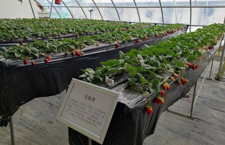 北京昌平86個(gè)草莓品種進(jìn)行試種篩選，豐富品類助農(nóng)增收
