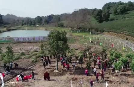 2022年全國計劃植樹造林5006萬畝