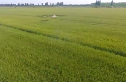 河北寧晉：高標(biāo)準(zhǔn)農(nóng)田奏響春耕“交響曲”