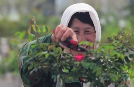 山東煙臺(tái)萊州市：“小月季”做成大產(chǎn)業(yè) 助力鄉(xiāng)村振興