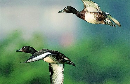 青頭潛鴨：晉升為“國(guó)寶”的鳥中運(yùn)動(dòng)健將