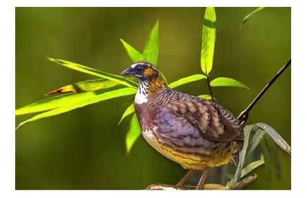 物種故事 | 四川山鷓鴣：“鳥類大熊貓” 營(yíng)巢智慧高