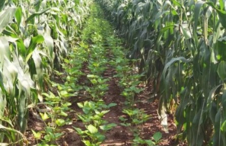 中央一號文件中的玉米大豆帶狀復(fù)合種植是什么？