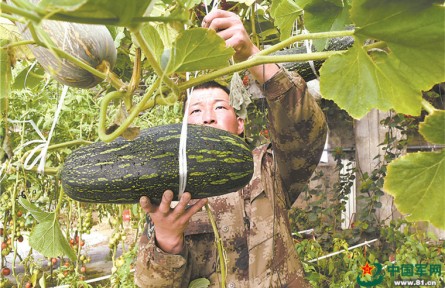 餐桌天天“見綠”，我軍高原部隊鮮菜保障能力大幅提升