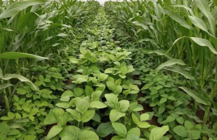 今年山西省實施大豆玉米帶狀復(fù)合種植82萬畝