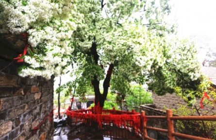 山東省臨沂市費(fèi)縣：打造樣板示范區(qū) 激活鄉(xiāng)村振興“一池春水”