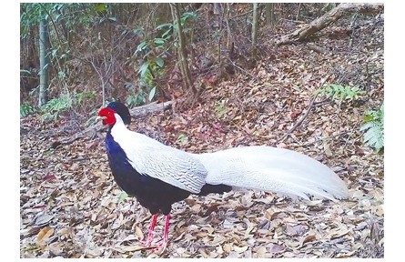 國家二級保護(hù)動物白鷴的“生活照”