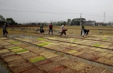 綠色春耕 力促糧食穩(wěn)產提質