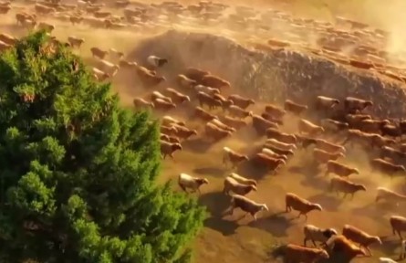 新疆：七百萬牲畜開始春季轉(zhuǎn)場(chǎng)