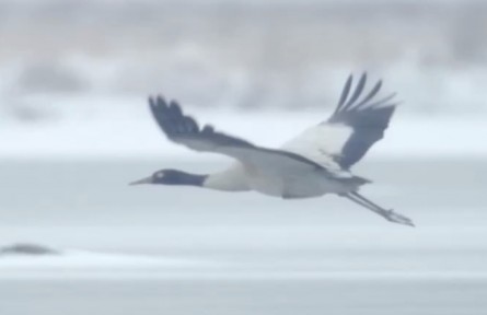 湖北陽(yáng)新網(wǎng)湖濕地：春江水暖 鳥兒自在游