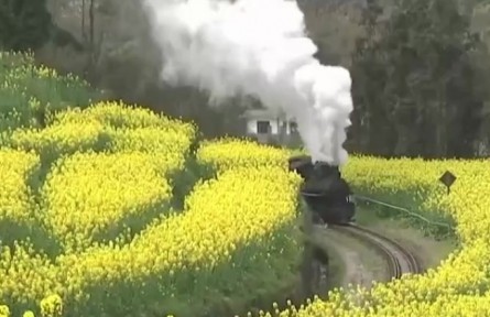 四川：春日里的嘉陽(yáng)小火車