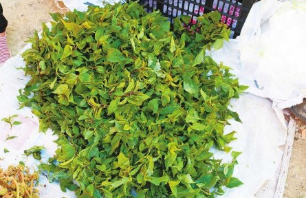 快，來(lái)云南吃春菜嘍！