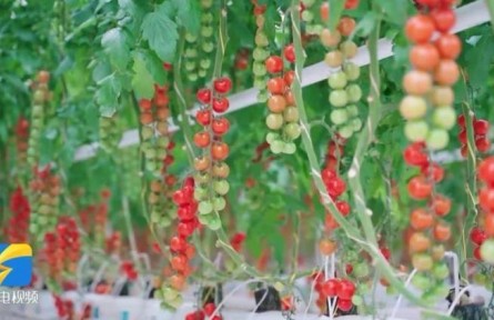 山東發(fā)布鄉(xiāng)村振興“五化” 標(biāo)準(zhǔn)體系 領(lǐng)跑行業(yè)標(biāo)準(zhǔn)化建設(shè)