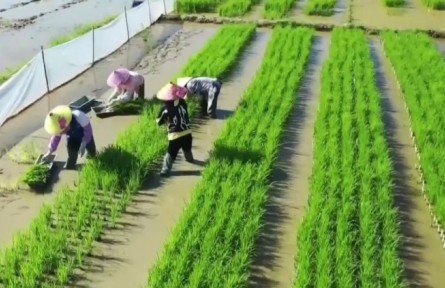 海南多措并舉激發(fā)農(nóng)戶種糧積極性 全省早稻插秧面積超100萬(wàn)畝 海南網(wǎng)絡(luò)廣播電視臺(tái)