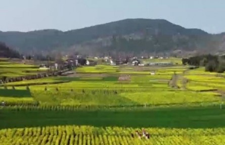 陜西：穩(wěn)糧食 保耕地 防返貧 2022年將全面推進(jìn)鄉(xiāng)村振興六項(xiàng)重點(diǎn)工作