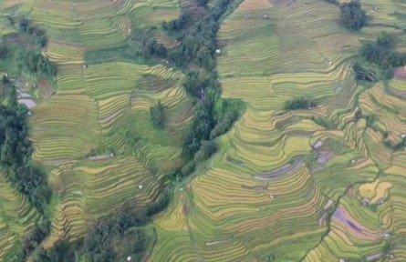 云南元陽：打造“綠色食品牌” 引領(lǐng)農(nóng)業(yè)高質(zhì)量發(fā)展