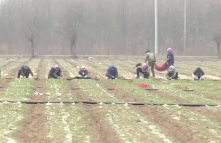 北京：搶抓農時種菜忙 保障首都“菜籃子”