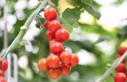 陜西：智慧農(nóng)業(yè)擘畫現(xiàn)代農(nóng)業(yè)“新景象”