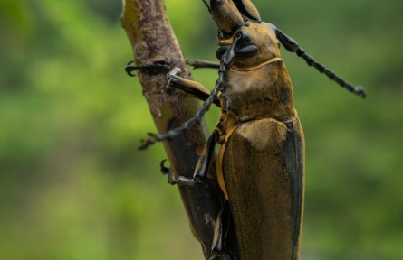 物種故事 | 威氏三櫛牛：沒想到吧？我居然是護(hù)妻狂魔！
