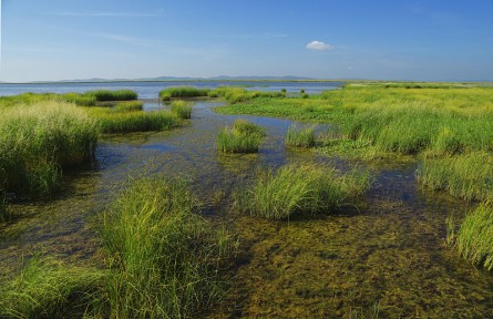 科技名詞 | 沼澤 swamp
