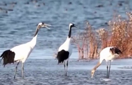 我國國際重要濕地保護(hù)取得顯著成效