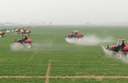 河北：開展小麥促弱轉(zhuǎn)壯“田間日”行動 科技助力穩(wěn)產(chǎn)增收