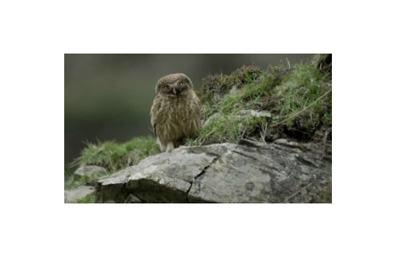 《祁連山國家公園》：鳥類新生命  獸類何以為家