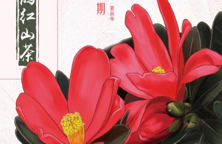 物種故事 | 杜鵑紅山茶：“自成一派”的“植物界大熊貓”
