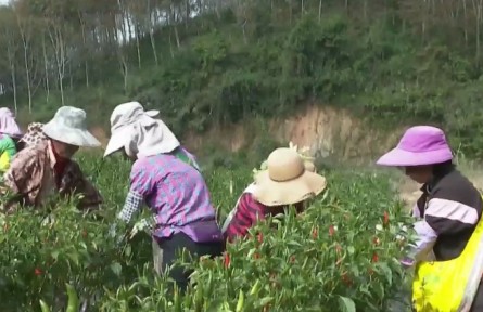 云南：發(fā)展特色產業(yè) 助推鄉(xiāng)村振興