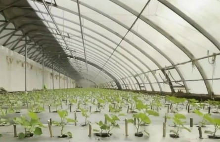 新疆：各地發(fā)展特色種植 打造增收新亮點(diǎn)