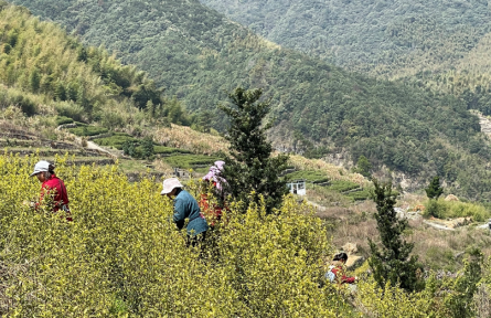 浙江寧波奉化區(qū)：春茶陸續(xù)開(kāi)采 進(jìn)入繁忙采摘期