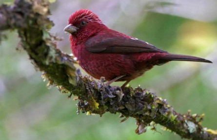 物種故事 | 酒紅朱雀：我沒醉，我真的“屬”朱雀！