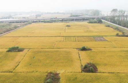 如何進行稻谷實測調查