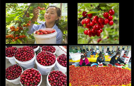 山東省濰坊市臨朐縣：大櫻桃爭當(dāng)百億級(jí)果業(yè)產(chǎn)業(yè)“急先鋒”