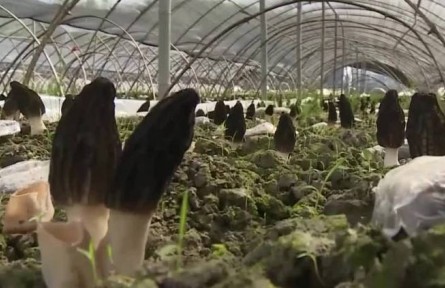 湖北十堰：院士專家助力鄉(xiāng)村振興