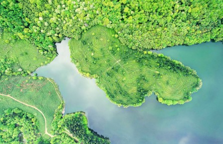 四川綿竹：春茶飄香，正是采茶好時(shí)節(jié)