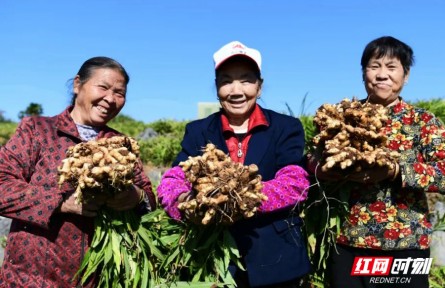 湖南衡陽：“常寧無渣生姜”獲國家“金字招牌”