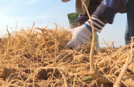 山東威海：文登西洋參山東省地理標(biāo)志產(chǎn)品保護(hù)示范區(qū)獲批籌建