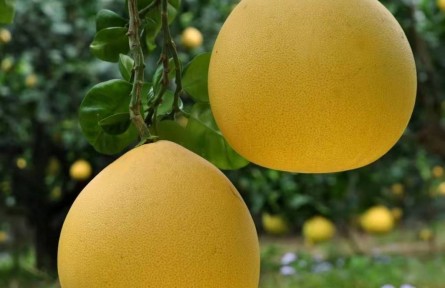 浙江溫州：“蒼南四季柚”獲國家地理標(biāo)志登記保護(hù)