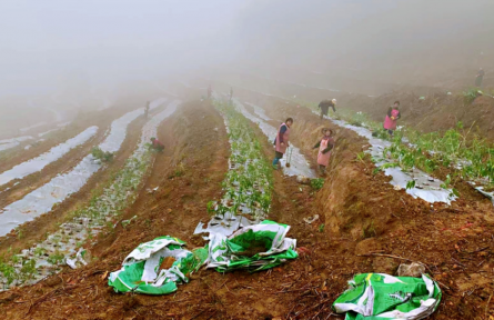 福建長(zhǎng)汀：扁嶺村民種黃精得“黃金”