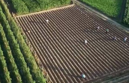 農(nóng)業(yè)農(nóng)村部：國(guó)家級(jí)育制種基地增加到216個(gè)