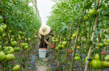 接力24小時：一顆“浙江菜”是如何發(fā)往上海的？