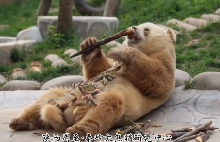 七仔的“躺平吃播”