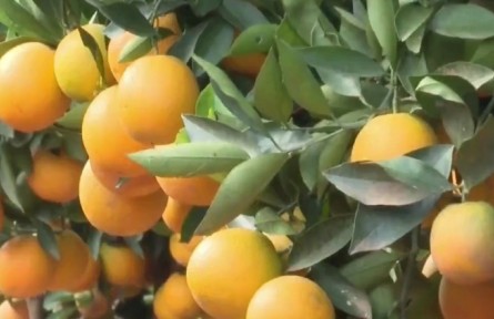 云南新平：“綠色食品牌”產(chǎn)業(yè)基地助推農(nóng)業(yè)高質(zhì)量發(fā)展