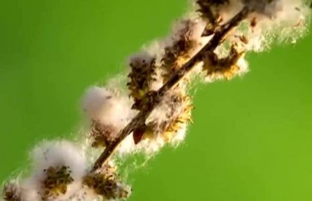 又到一年“飛絮”時 怎么防？怎么治？