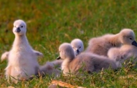 一眼就被萌化了！河南鄭州北龍湖再添9只天鵝寶寶