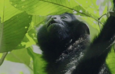 海南猿聲啼不??！聆聽來自熱帶雨林的“天籟之音”