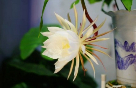 延時攝影：曇花一現(xiàn)